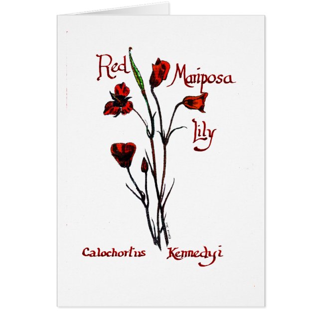 Lis rouge de Marisposa (Devant)