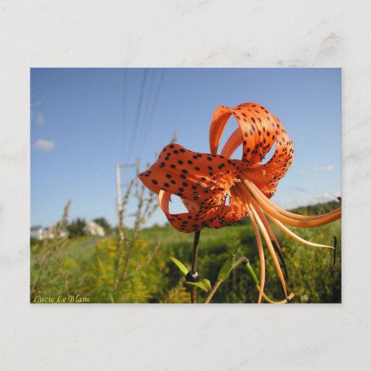 Lis tigré briefkaart (Voorkant)