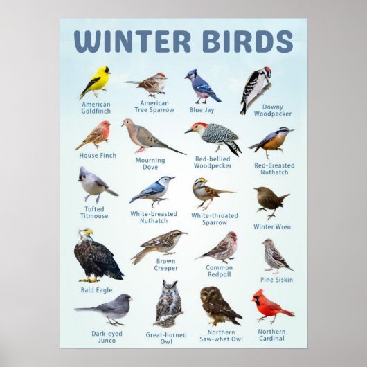 list of USA Winter birds Poster (Voorkant)