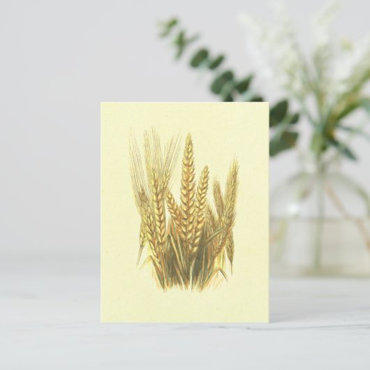  lithograaf voor gerst, tarwe en rogge briefkaart (Staand voorkant)