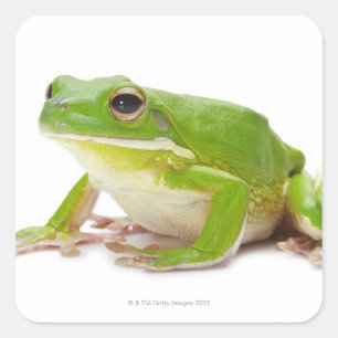 Litora Infrafrenata, Kikker Vierkante Sticker
