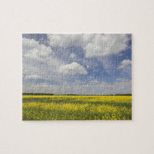 Litouwen, Centraal Litouwen, Joniskis, veld van Legpuzzel