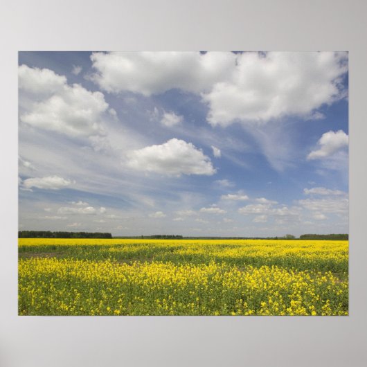 Litouwen, Midden-Litouwen, Joniskis, gebied Poster (Voorkant)