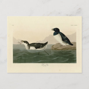 Little Auk (Dovekie) - Audubon's Birds of America Briefkaart