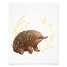 Little Aussie Friends - Echidna