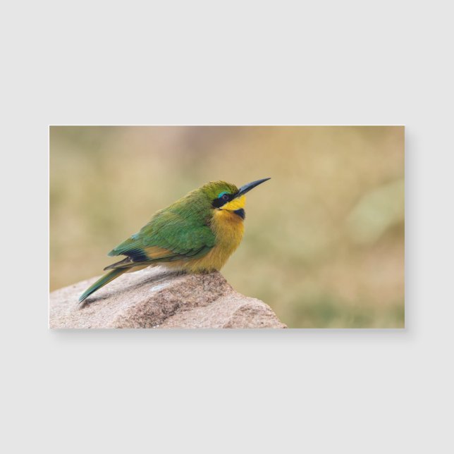Little Bee-Eater (Voorkant)