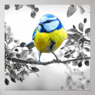 Little Bird zwart-wit Afbeelding Poster