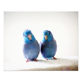 Little Birds Best Friends foto Pacific Parrotlets Afdruk