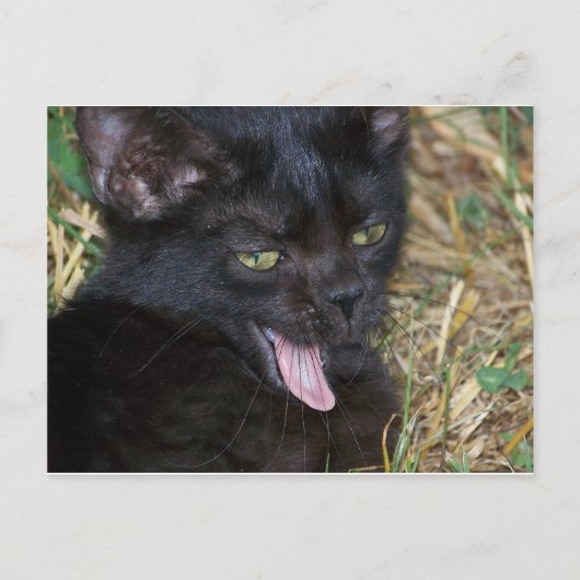 Little Bitt Briefkaart (Voorkant)