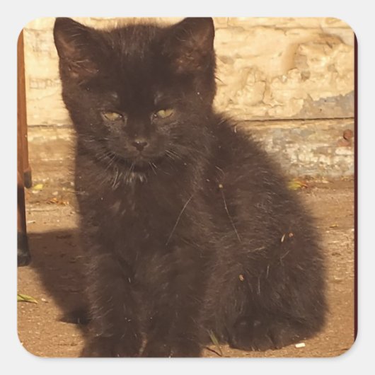 Little Black Kitten Stickers (Voorkant)