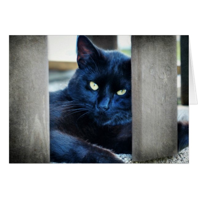 Little Black Kitty (Devant horizontal)