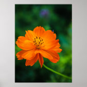 Little Blue Bug Poster (Voorkant)