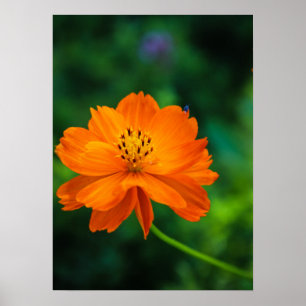 Little Blue Bug Poster