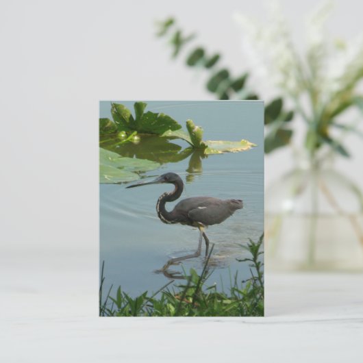 Little Blue Heron Briefkaart (Staand voorkant)