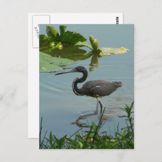Little Blue Heron Briefkaart (Voorkant / Achterkant)