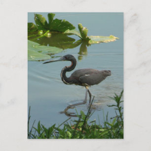 Little Blue Heron Briefkaart