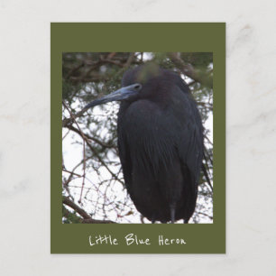 Little Blue Heron Briefkaart