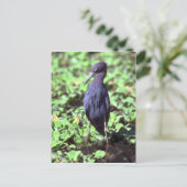 Little Blue Heron Briefkaart (Staand voorkant)