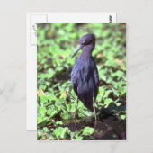Little Blue Heron Briefkaart (Voorkant / Achterkant)