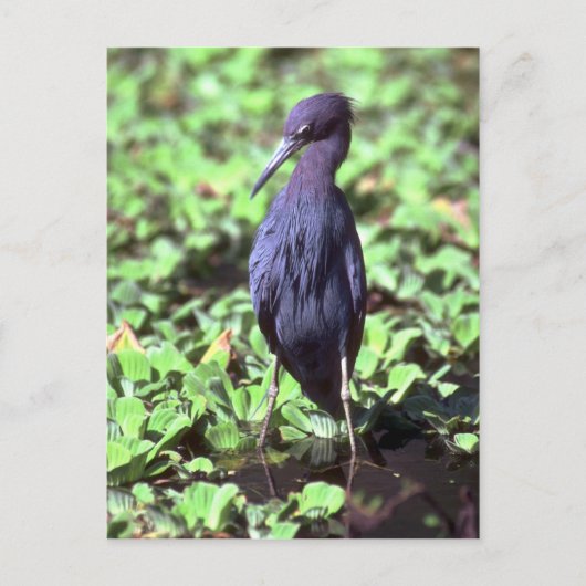 Little Blue Heron Briefkaart (Voorkant)