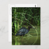 Little Blue Heron Briefkaart (Voorkant / Achterkant)