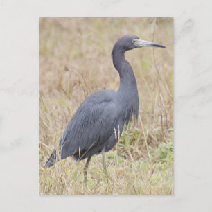 Little Blue Heron Briefkaart