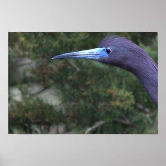 Little Blue Heron Foto Poster (Voorkant)