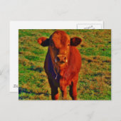 Little Brown Koe Bright Green Grass Briefkaart (Voorkant / Achterkant)