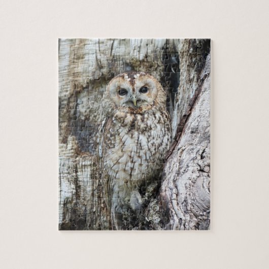 Little Camouflage Owl in Tree Legpuzzel (Verticaal)