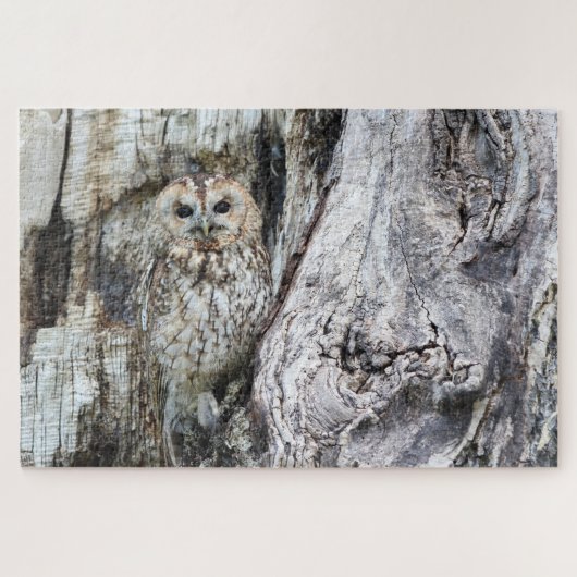 Little Camouflage Owl in Tree Legpuzzel (Horizontaal)