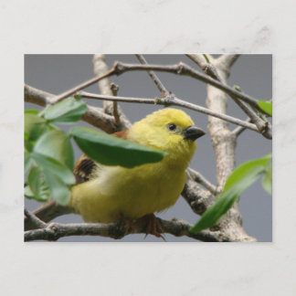 Little Chickadee Briefkaart