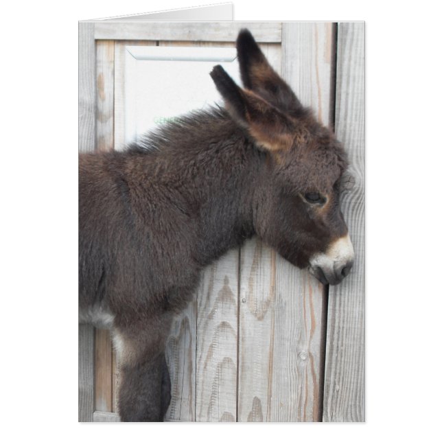 Little Chocolate Donkey (Devant)