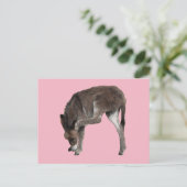 Little Chocolate Donkey Foal Scratching Ear Briefkaart (Staand voorkant)