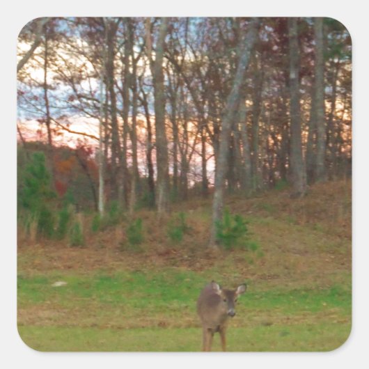 Little Deer &a Pink Sunset Vierkante Sticker (Voorkant)