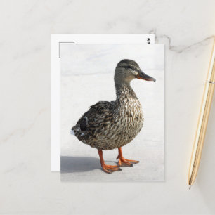 Little Duck Briefkaart