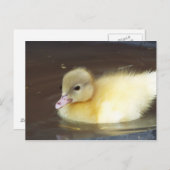 Little Duck Briefkaart (Voorkant / Achterkant)