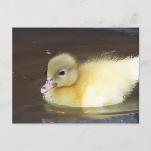 Little Duck Briefkaart (Voorkant)