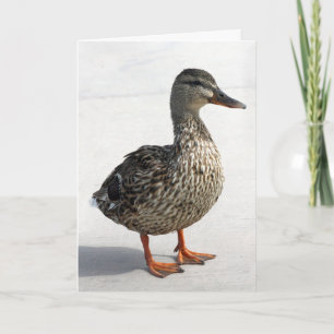 Little Duck Kaart