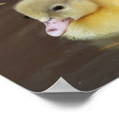 Little Duck Poster (Hoek)