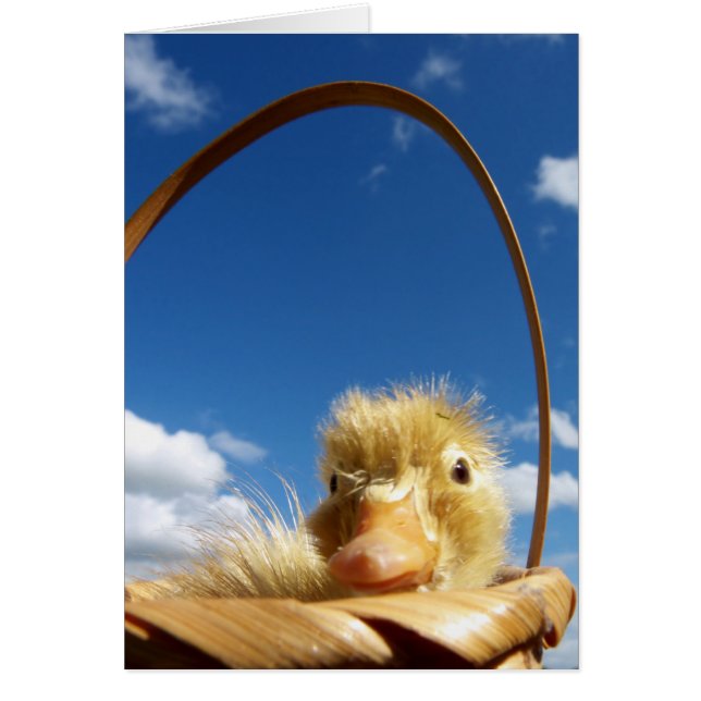 little duckling (Voorkant)