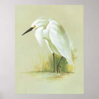 Little Egret - Egretta garzetta Poster