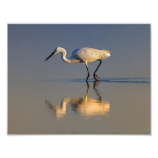 Little egret foto afdruk