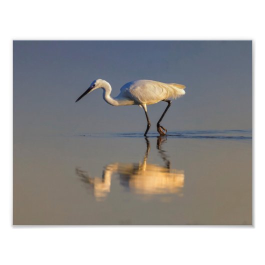 Little egret foto afdruk (Voorkant)