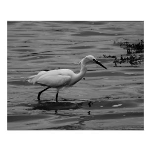 Little Egret Poster Perfect Poster