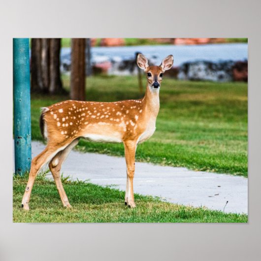 Little Fawn Poster (Voorkant)