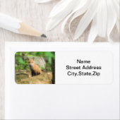 Little fox retour adres label (Insitu)