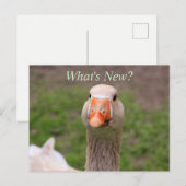 Little Goose Briefkaart (Voorkant / Achterkant)