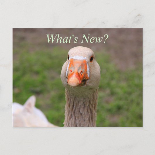 Little Goose Briefkaart (Voorkant)