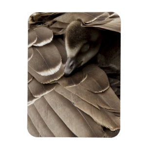 Little Gosling under Mam's Wing Magneet