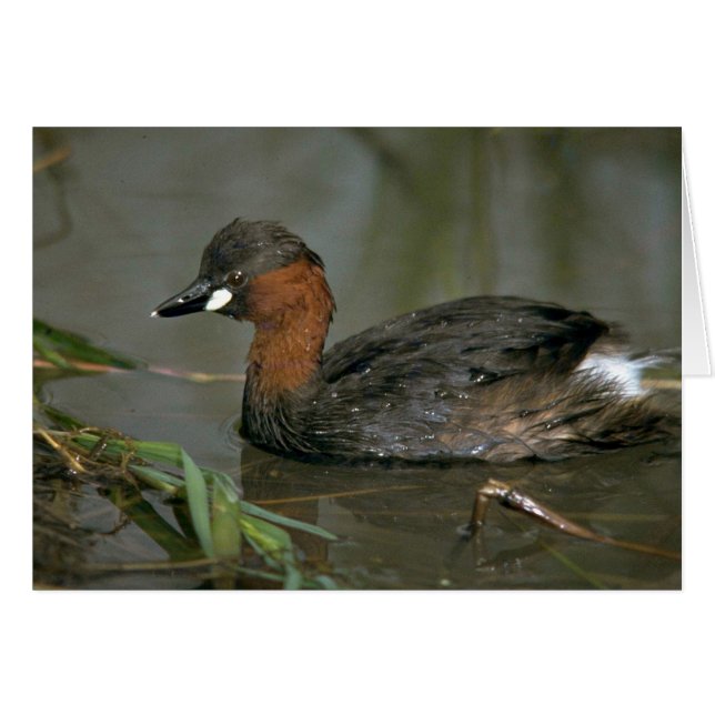 Little Grebe (Voorkant Horizontaal)